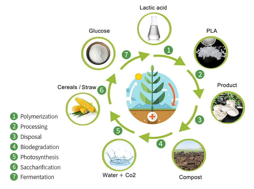 Diagrama de Ciclo de Material Biodegradável